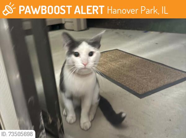 Found/Stray Unknown Cat last seen KINGSBURY St, by the Menards, Hanover Park, IL 60133