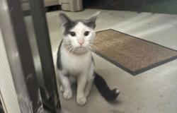 Found/Stray Unknown Cat last seen KINGSBURY St, by the Menards, Hanover Park, IL 60133