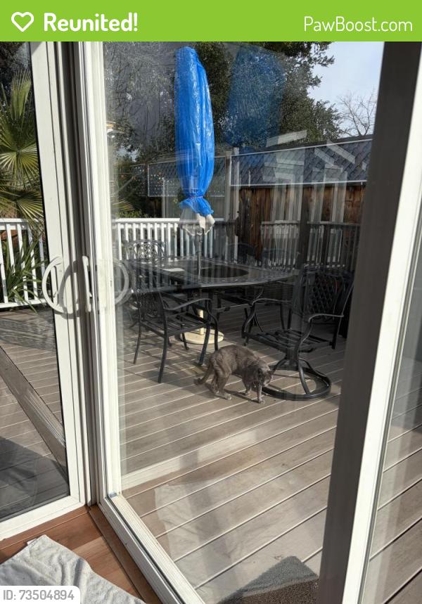 Reunited Female Cat last seen Quietwood Lnand and Wendy dr, Pleasant Hill, CA 94523