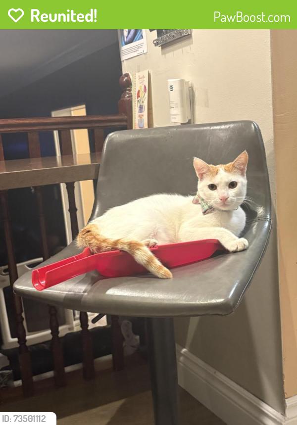 Reunited Male Cat last seen Morningstar Drive and Meyer Drive, Mississauga, ON L4T 3S7