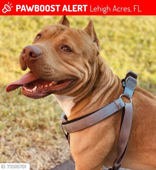 Lost Male Dog last seen Sentinela blvd, Lehigh Acres, FL 33974