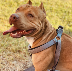 Lost Male Dog last seen Sentinela blvd, Lehigh Acres, FL 33974
