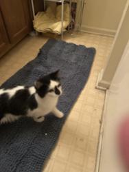 Found/Stray Unknown Cat last seen In the Fortunes Ridge area, Durham, NC 27713