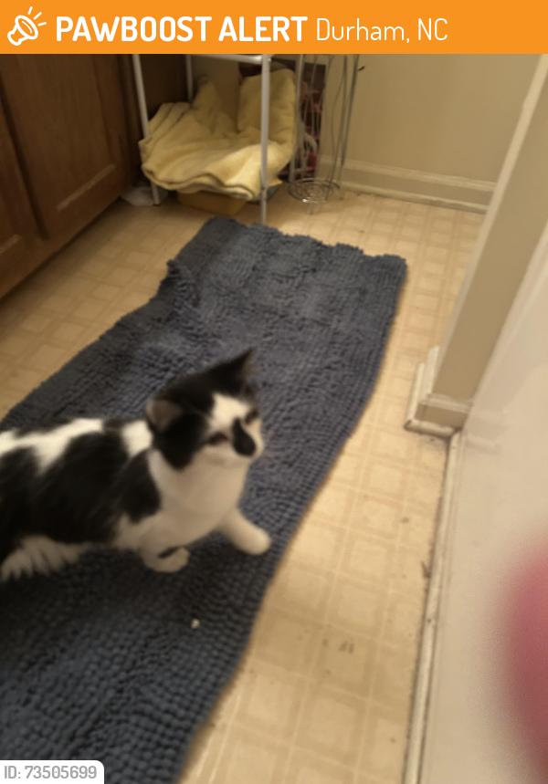 Found/Stray Unknown Cat last seen In the Fortunes Ridge area, Durham, NC 27713