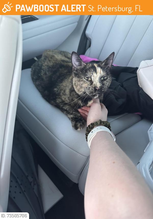 Found/Stray Female Cat last seen TGH Urgent care/firehouse subs plaza, St. Petersburg, FL 33703
