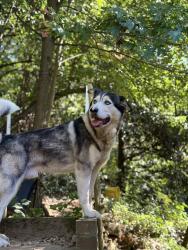 Reunited Male Dog last seen Beech street, Yonkers, NY 10701