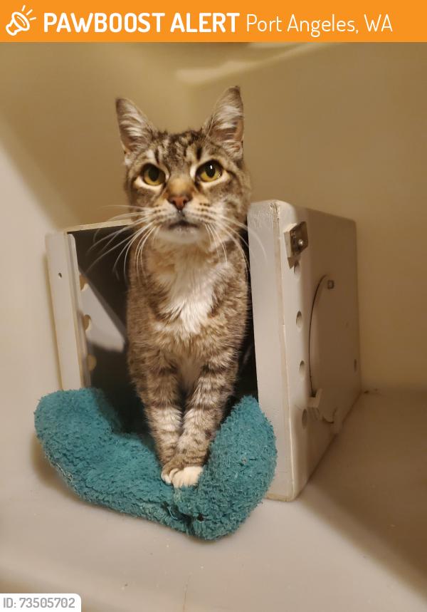 Found/Stray Female Cat last seen S Laurel St, Port Angeles, Port Angeles, WA 98362