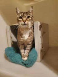 Found/Stray Female Cat last seen S Laurel St, Port Angeles, Port Angeles, WA 98362