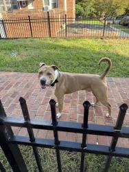 Reunited Male Dog last seen Kansas & Gallatin, Washington, DC 20011