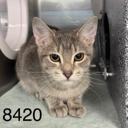 Shelter Stray Female Cat last seen Near Quebec Ave N, New Hope, MN 55428, USA, 11350 89th Ave N, Maple Grove, MN 55369, USA