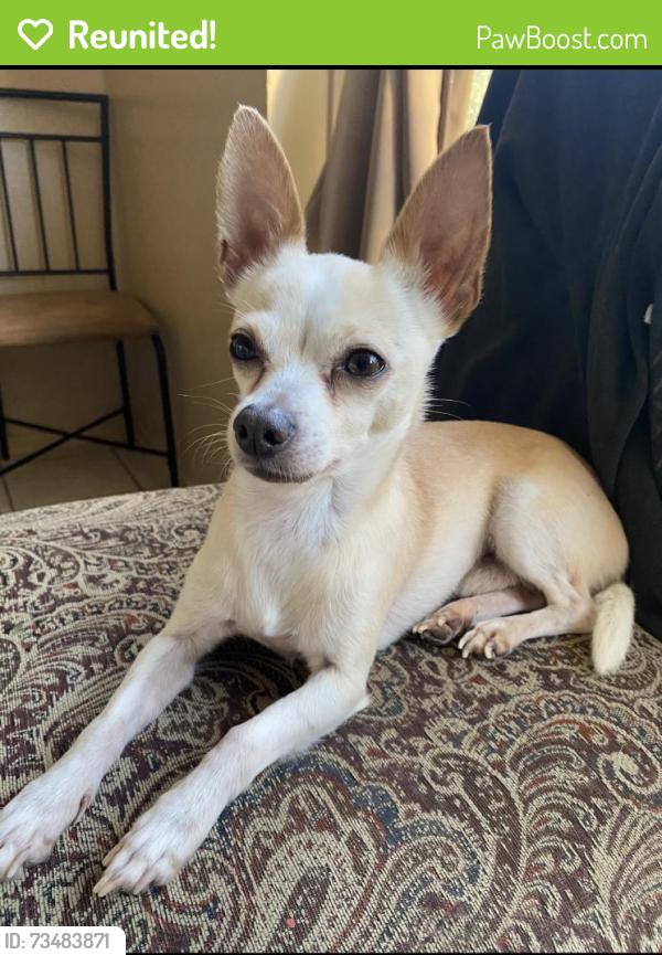 Reunited Female Dog last seen He was unexpectedly let out around 11 Am. He has not returned since then, Houston, TX 77060