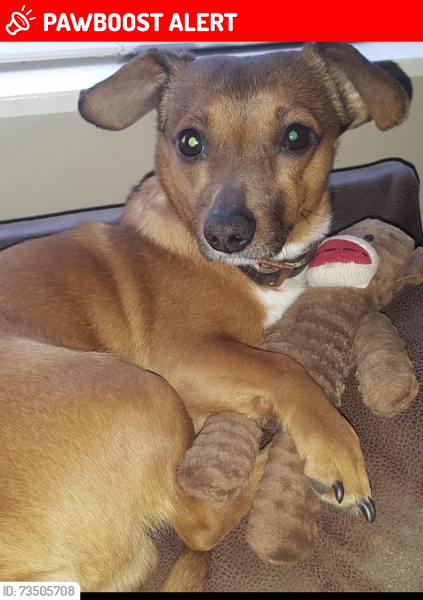 Lost Male Dog last seen Independence Road and Spring Valley Road, Pend Oreille County, WA 99156