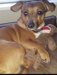 Lost Male Dog last seen Independence Road and Spring Valley Road, Pend Oreille County, WA 99156