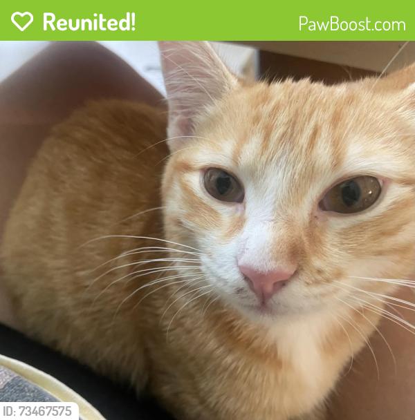 Reunited Female Cat last seen Yongville rd, Springfield, TN 37172
