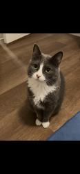 Lost Female Cat last seen A1 Auto, Holley, NY 14470