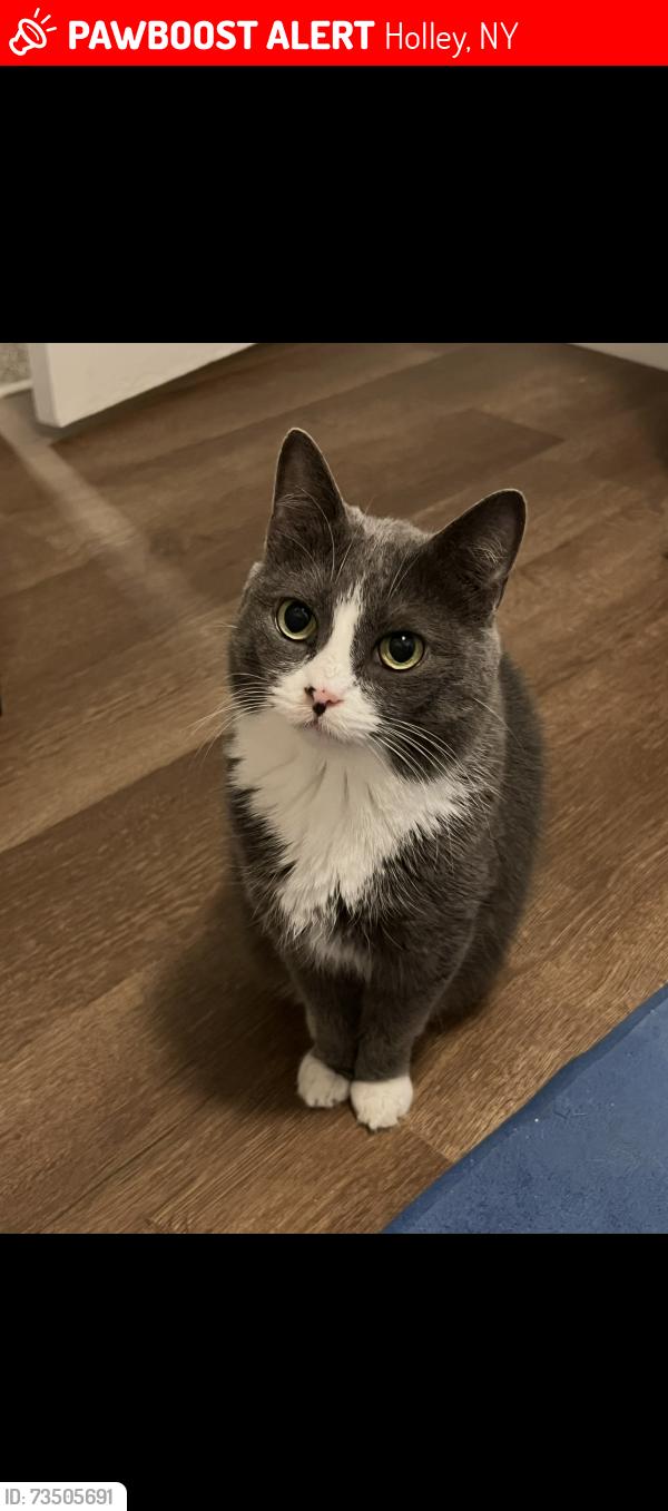 Lost Female Cat last seen A1 Auto, Holley, NY 14470