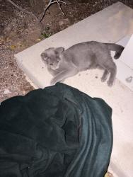 Found/Stray Male Cat last seen Cherry and Blacklidge, Tucson, AZ 85719
