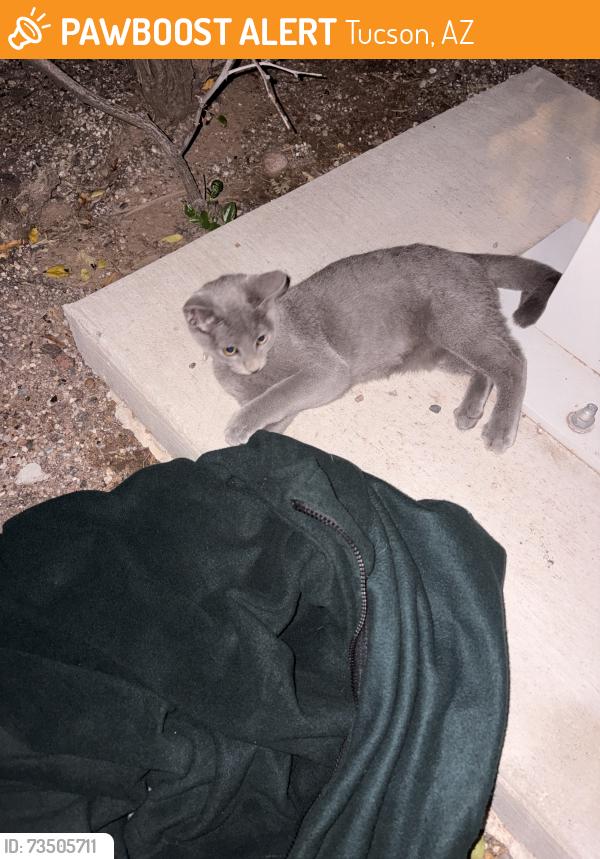 Found/Stray Male Cat last seen Cherry and Blacklidge, Tucson, AZ 85719