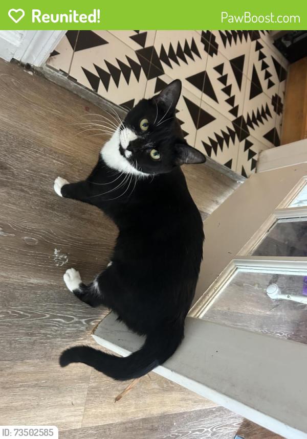 Reunited Female Cat last seen tangerine ave s in Gulfport by Tomlinson Park, Gulfport, FL 33707