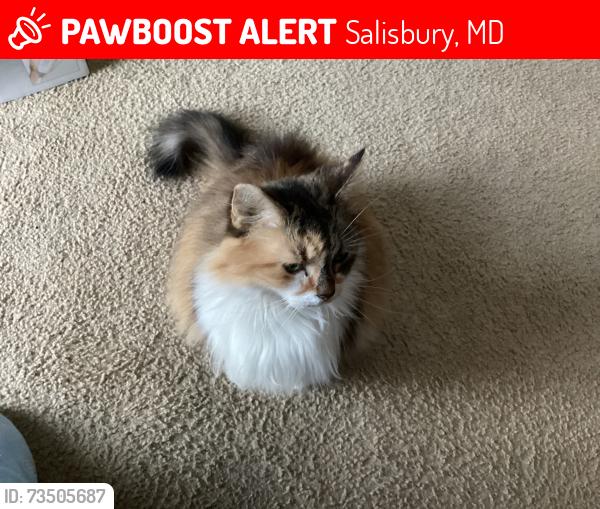 Lost Female Cat last seen Nevins place, Salisbury, MD 21804