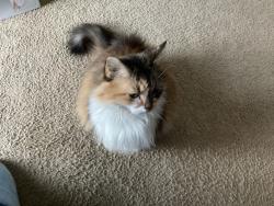 Lost Female Cat last seen Nevins place, Salisbury, MD 21804