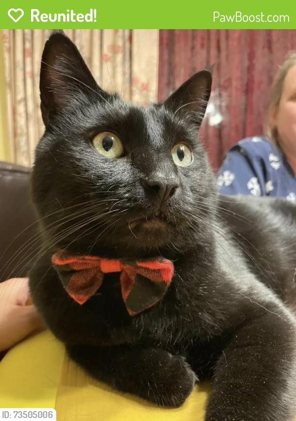 Reunited Male Cat last seen 66th Ave W and 75th St Lakewood, WA, Lakewood, WA 98499