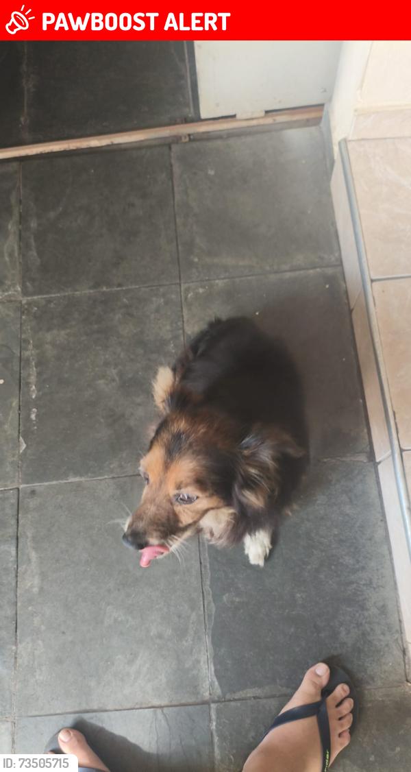 Lost Male Dog last seen estação grajau, Parque Alto do Rio Bonito, SP 