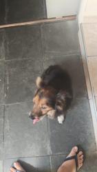 Lost Male Dog last seen estação grajau, Parque Alto do Rio Bonito, SP 