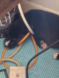 Lost Female Dog last seen Spencer hwy, South Houston, TX 77587