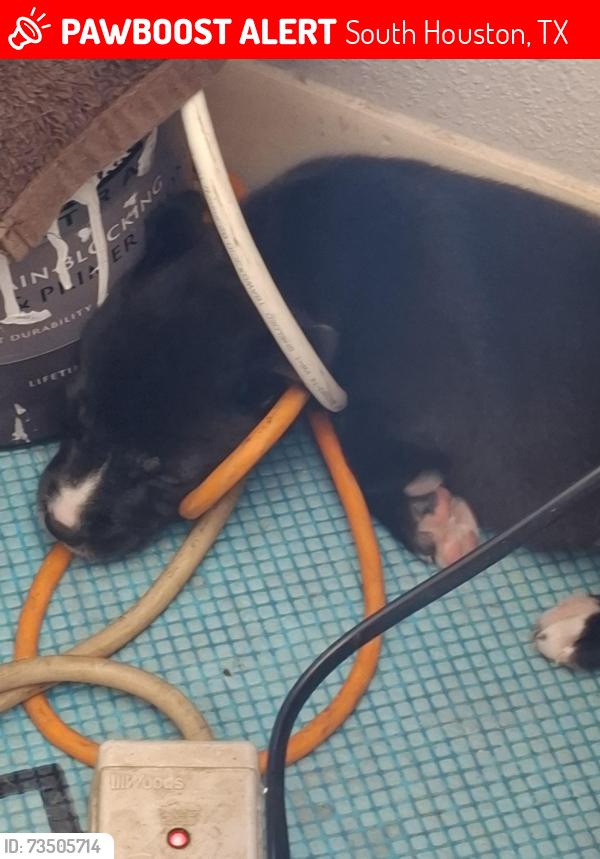 Lost Female Dog last seen Spencer hwy, South Houston, TX 77587