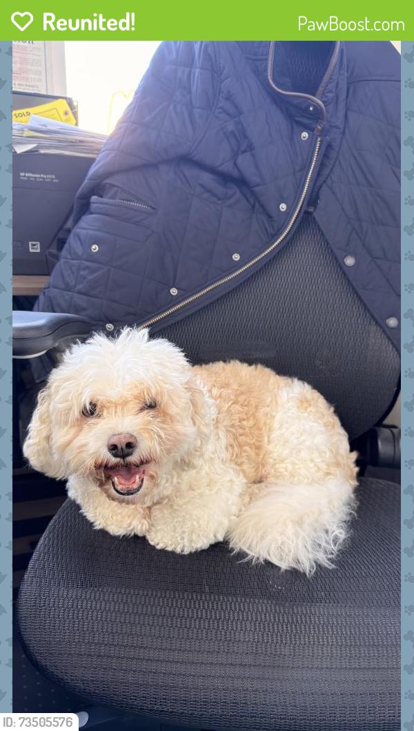 Reunited Male Dog last seen Roslyn Road & Derby Street, East Williston, NY 11596