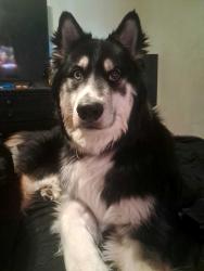 Reunited Male Dog last seen Lorin Farr Park, Ogden, UT 84404