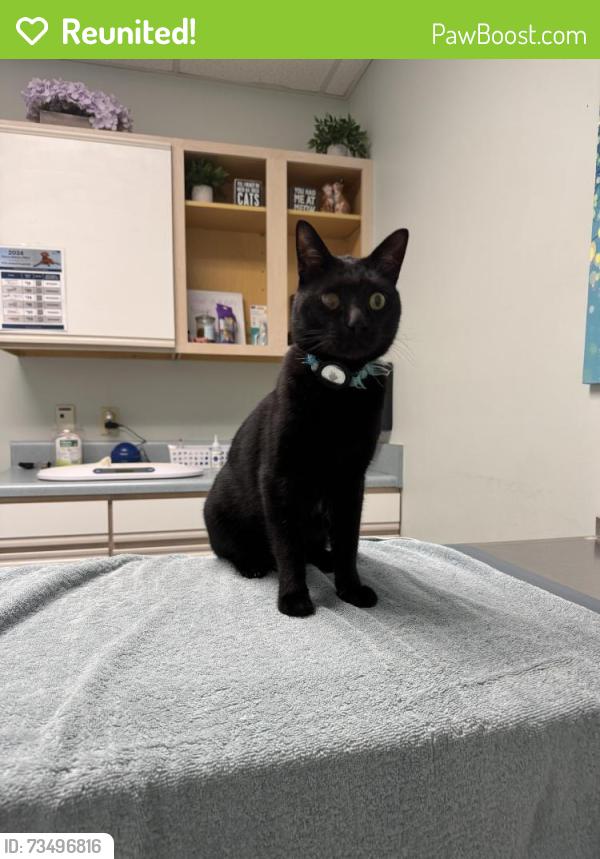 Reunited Male Cat last seen Ten-Ten Rd, Raleigh, NC 27603