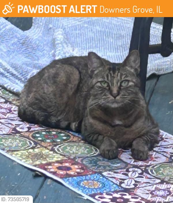 Found/Stray Female Cat last seen Main St, Downers Grove, IL 60515