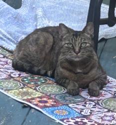 Found/Stray Female Cat last seen Main St, Downers Grove, IL 60515