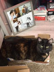 Lost Female Cat last seen Michigan AVE, Cleveland, TN 37323