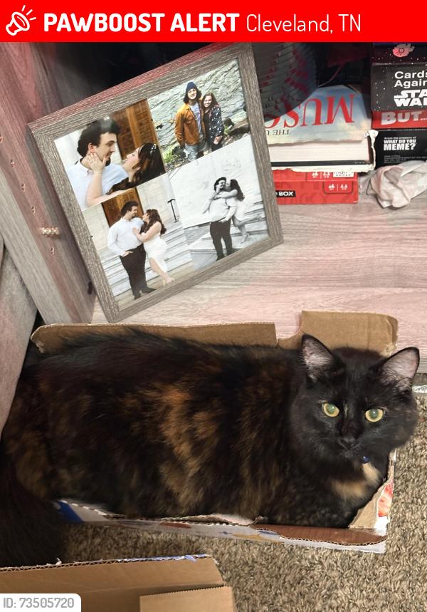 Lost Female Cat last seen Michigan AVE, Cleveland, TN 37323