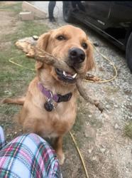 Reunited Female Dog last seen Near Blythe Dr, Thomasville, NC 27360, EE. UU., Thomasville, NC 27360