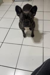 Lost Female Dog last seen Starbucks, Newark, NJ 07107