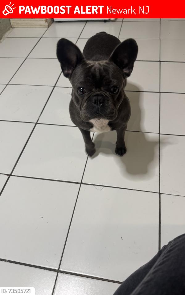 Lost Female Dog last seen Starbucks, Newark, NJ 07107