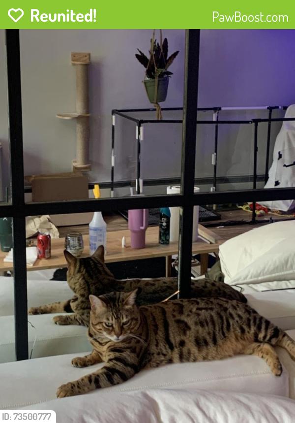 Reunited Female Cat last seen Sorbus way near Roger’s park, Anchorage, AK 99508