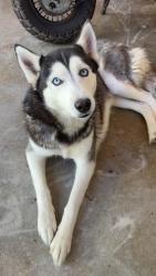 Reunited Female Dog last seen Near camellia st raleigh nc, Raleigh, NC 27603