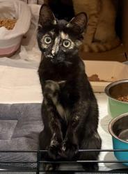 Shelter Stray Female Cat last seen Bexar County, 3353 Morningside Dr, New Braunfels, TX 78132, USA