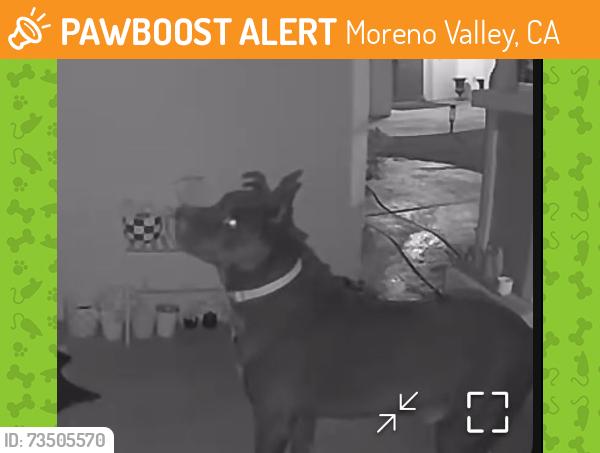 Found/Stray Unknown Dog last seen Rockvale ter by the trail, Moreno Valley, CA 92555