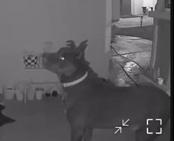 Found/Stray Unknown Dog last seen Rockvale ter by the trail, Moreno Valley, CA 92555