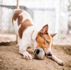 Lost Male Dog last seen N Nolan River & Yellow Jacket CLEBURNE TX, Cleburne, TX 76033