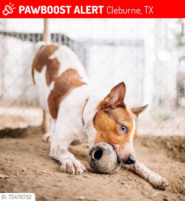 Lost Male Dog last seen N Nolan River & Yellow Jacket CLEBURNE TX, Cleburne, TX 76033
