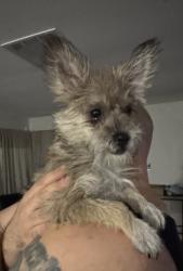 Found/Stray Female Dog last seen Harmon and Torrey pines, Spring Valley, NV 89103