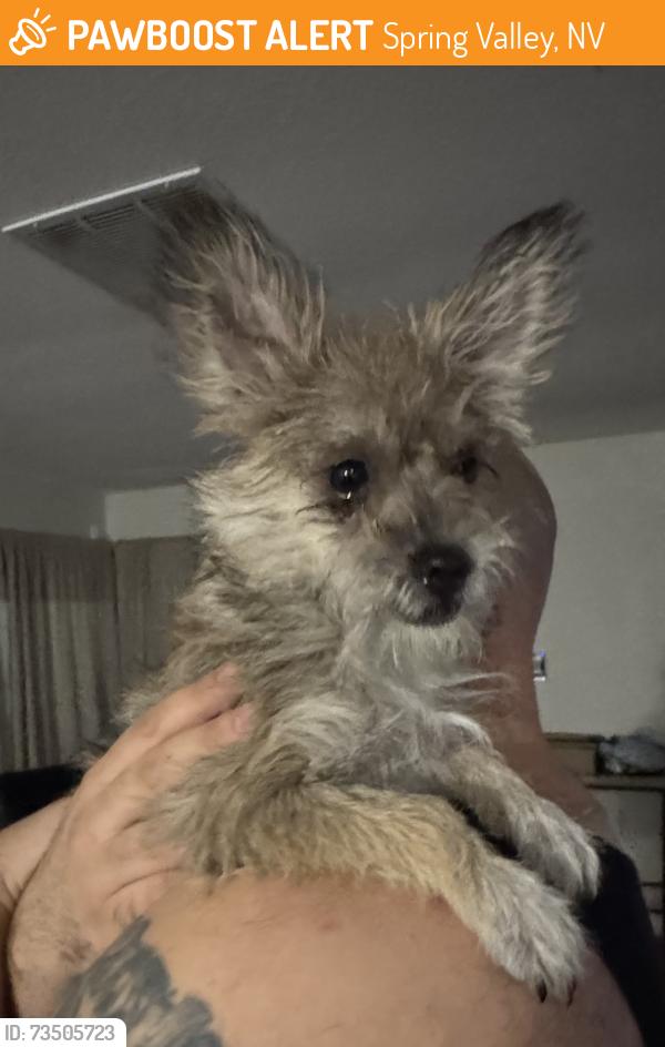 Found/Stray Female Dog last seen Harmon and Torrey pines, Spring Valley, NV 89103
