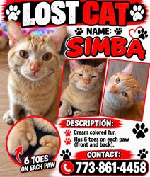 Lost Male Cat last seen Division & California, Chicago, IL 60622